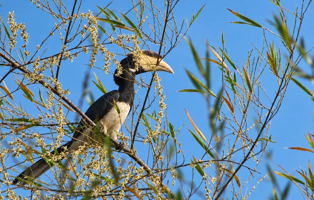Bird Watching Trek
